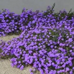 Purple Trailing Lantana 4in Size – Low-Maintenance Groundcover, Purple Flowers, Heat-Loving Plant