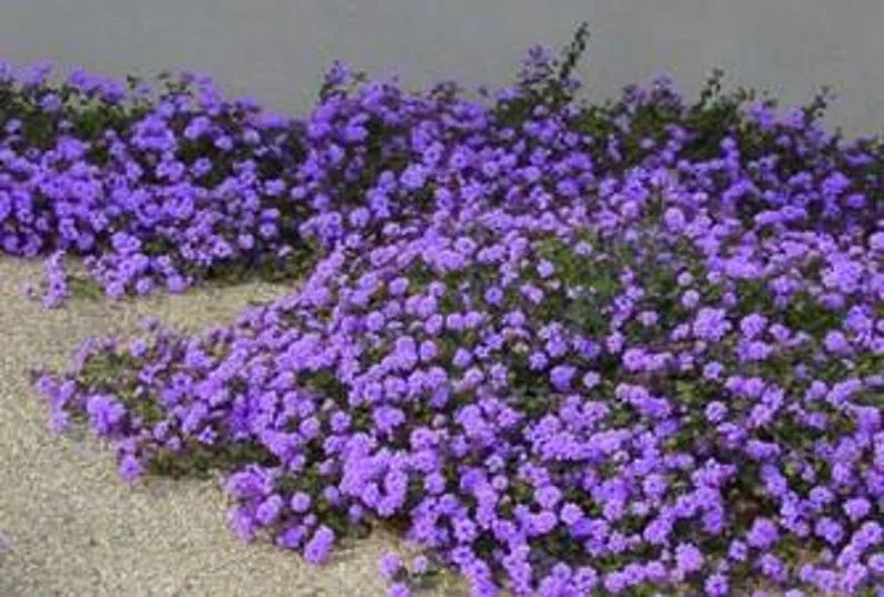 Purple Trailing Lantana 4in Size – Low-Maintenance Groundcover, Purple Flowers, Heat-Loving Plant