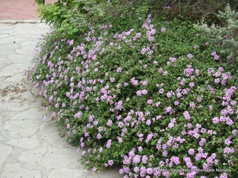 Purple Trailing Lantana 4in Size – Low-Maintenance Groundcover, Purple Flowers, Heat-Loving Plant