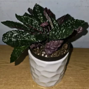 Purple Waffles Live Plant 4