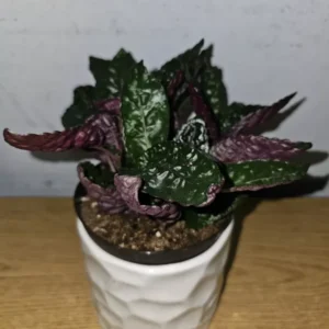 Purple Waffles Live Plant 4