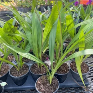 Purple Yellow Ground Orchid - Spathoglottis Plicata - Live Flowering Plant in 4" Pot