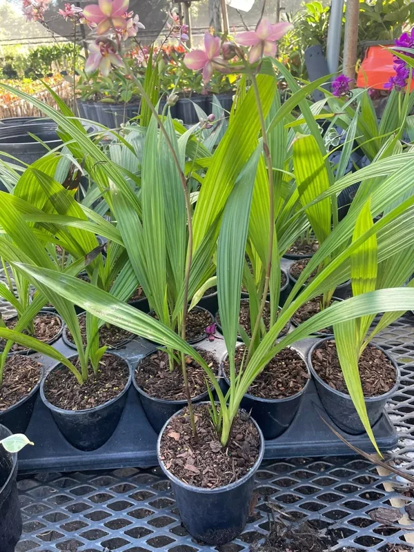 Purple Yellow Ground Orchid - Spathoglottis Plicata - Live Flowering Plant in 4" Pot