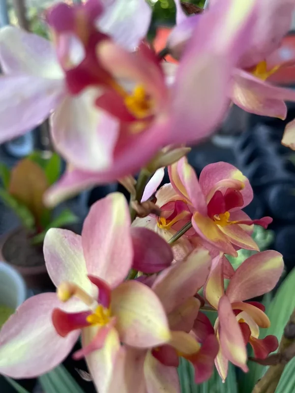 Purple Yellow Ground Orchid - Spathoglottis Plicata - Live Flowering Plant in 4" Pot