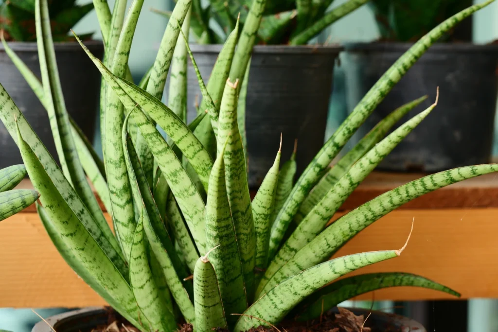 Sword of St. George (Sansevieria cylindrica)