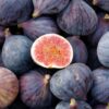 Ficus Carica 'LSU PURPLE' Fig - Starter Plant 7-10 Inch - Dormant