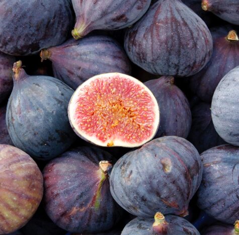 Ficus Carica 'LSU PURPLE' Fig - Starter Plant 7-10 Inch - Dormant