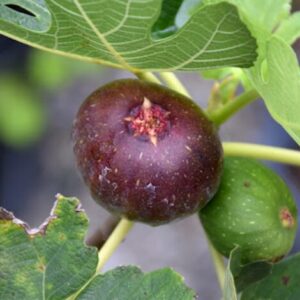 Ficus Carica Celeste - Fig Tree Starter Plant - 8-16 Inch - Hardy