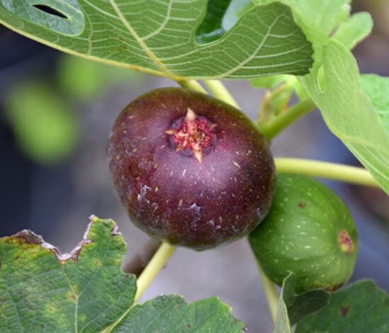 Ficus Carica Celeste - Fig Tree Starter Plant - 8-16 Inch - Hardy