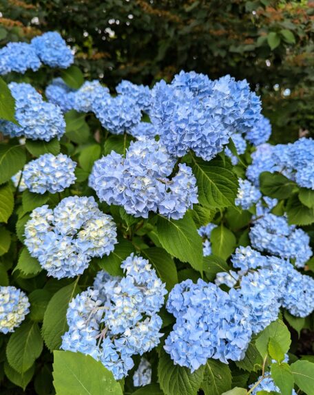 Hydrangea Starter Plant - Assorted Varieties - 5-7 Inch - 2.5 Inch Pot - Dormant