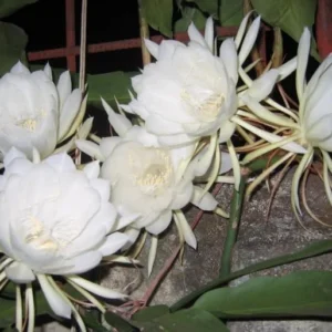 Queen of The Night Cactus Live Plant - Night Blooming Oxypetalum - 6-12 Inch - 4 Inch Pot - White Flowers