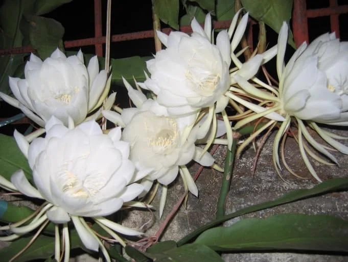 Queen of The Night Cactus Live Plant - Night Blooming Oxypetalum - 6-12 Inch - 4 Inch Pot - White Flowers