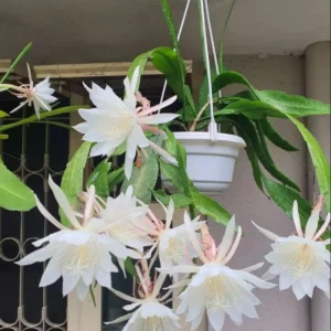 Queen of The Night Cactus Live Plant - Night Blooming Oxypetalum - 6-12 Inch - 4 Inch Pot - White Flowers