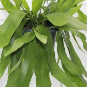 Queen of The Night Cactus Live Plant - Night Blooming Oxypetalum - 6-12 Inch - 4 Inch Pot - White Flowers