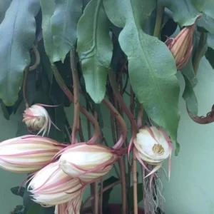 Queen of The Night Cactus Live Plant - Night Blooming Oxypetalum - 6-12 Inch - 4 Inch Pot - White Flowers