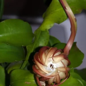 Queen of The Night Cactus Live Plant - Night Blooming Oxypetalum - 6-12 Inch - 4 Inch Pot - White Flowers
