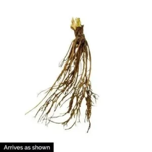 Quinault Ever Bearing Strawberry Plants 10 Bare-Root – Sweet Homegrown Strawberries