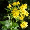 Silphium Perfoliatum Cup Plant - Hardy Perennial - 4-8 Ft Tall - Dormant