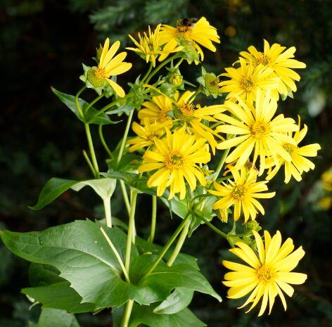 Silphium Perfoliatum Cup Plant - Hardy Perennial - 4-8 Ft Tall - Dormant