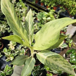 RARE Aglaonema Ghost Frosted - 10-12" Live Plant in 4" Pot - Tropical Beauty