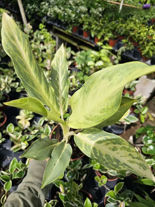 RARE Aglaonema Ghost Frosted - 10-12" Live Plant in 4" Pot - Tropical Beauty