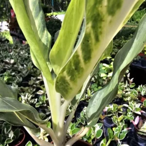 RARE Aglaonema Ghost Frosted - 10-12" Live Plant in 4" Pot - Tropical Beauty