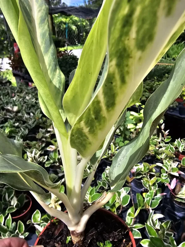 RARE Aglaonema Ghost Frosted - 10-12" Live Plant in 4" Pot - Tropical Beauty