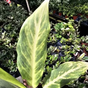 RARE Aglaonema Ghost Frosted - 10-12