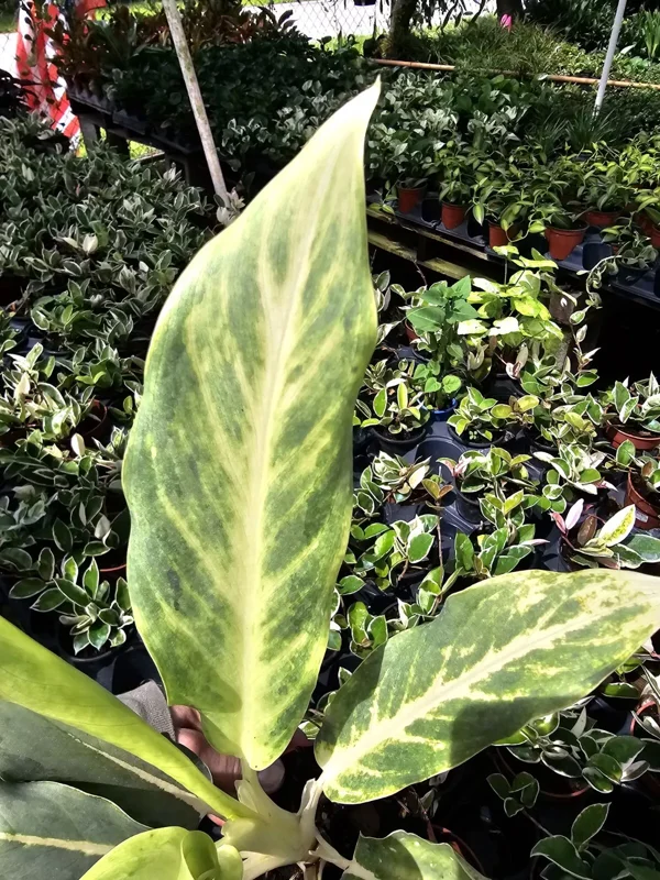 RARE Aglaonema Ghost Frosted - 10-12" Live Plant in 4" Pot - Tropical Beauty