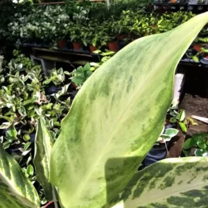 RARE Aglaonema Ghost Frosted - 10-12