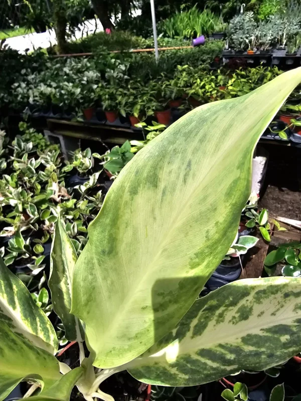 RARE Aglaonema Ghost Frosted - 10-12" Live Plant in 4" Pot - Tropical Beauty