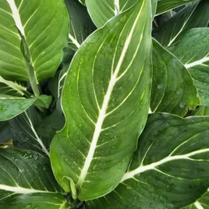 RARE Green Aglaonema Live Plant - 10-12 Inches - Indoor Air-Purifying Plant