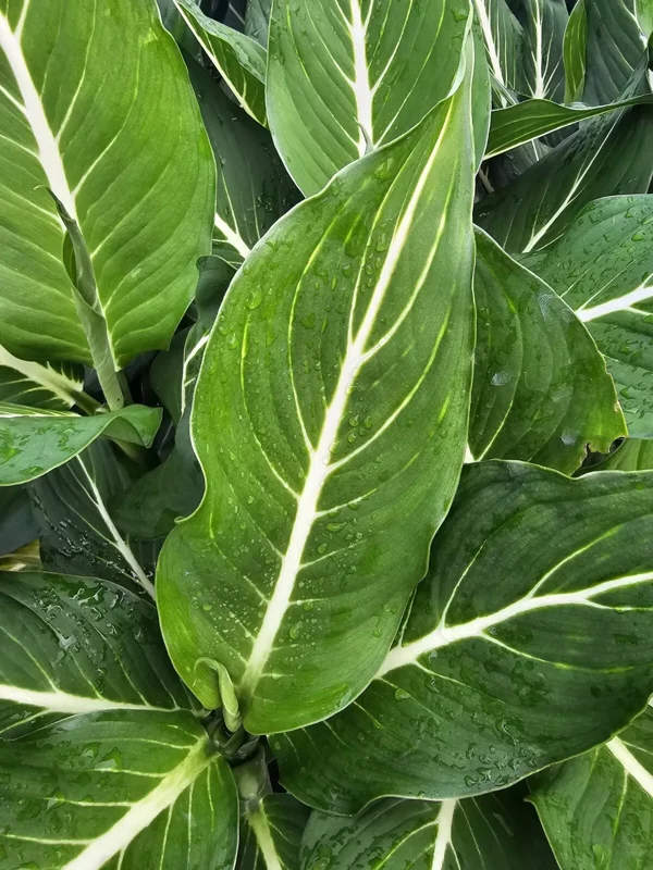 RARE Green Aglaonema Live Plant - 10-12 Inches - Indoor Air-Purifying Plant