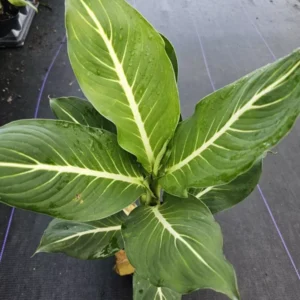 RARE Green Aglaonema Live Plant - 10-12 Inches - Indoor Air-Purifying Plant