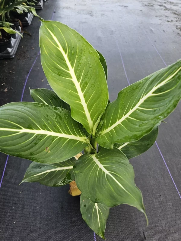 RARE Green Aglaonema Live Plant - 10-12 Inches - Indoor Air-Purifying Plant