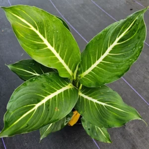 RARE Green Aglaonema Live Plant - 10-12 Inches - Indoor Air-Purifying Plant