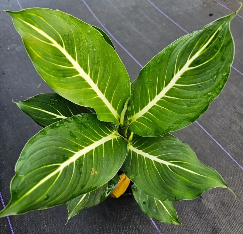 RARE Green Aglaonema Live Plant - 10-12 Inches - Indoor Air-Purifying Plant