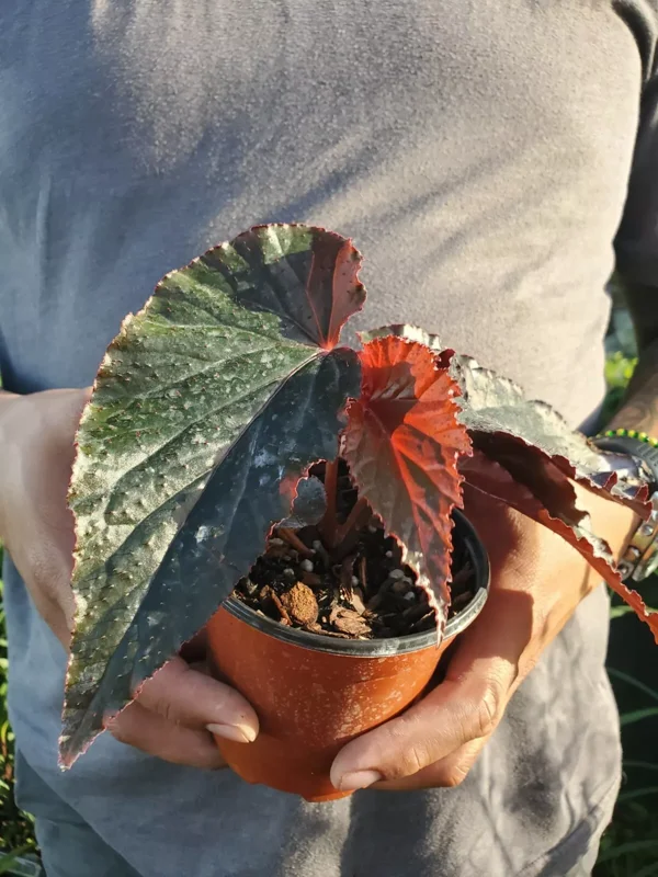RARE LYNDA DAWN Angel Wing Begonia Rooted Live Plant Multicolor Flowering