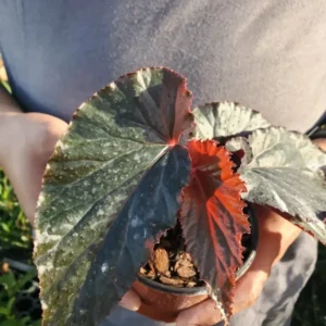 RARE LYNDA DAWN Angel Wing Begonia Rooted Live Plant Multicolor Flowering