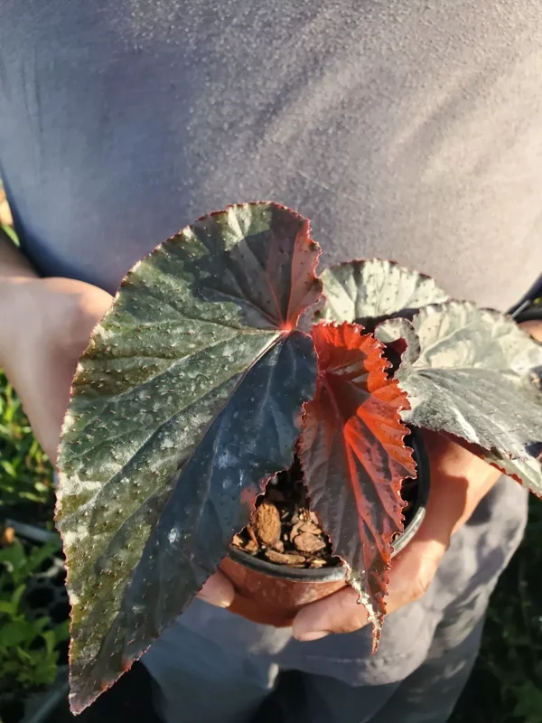 RARE LYNDA DAWN Angel Wing Begonia Rooted Live Plant Multicolor Flowering