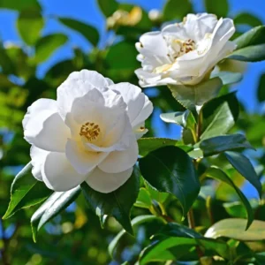 White Camellia Japonica LIve Plant for Planting 4"Pot 14"Tall Home Garden Decor