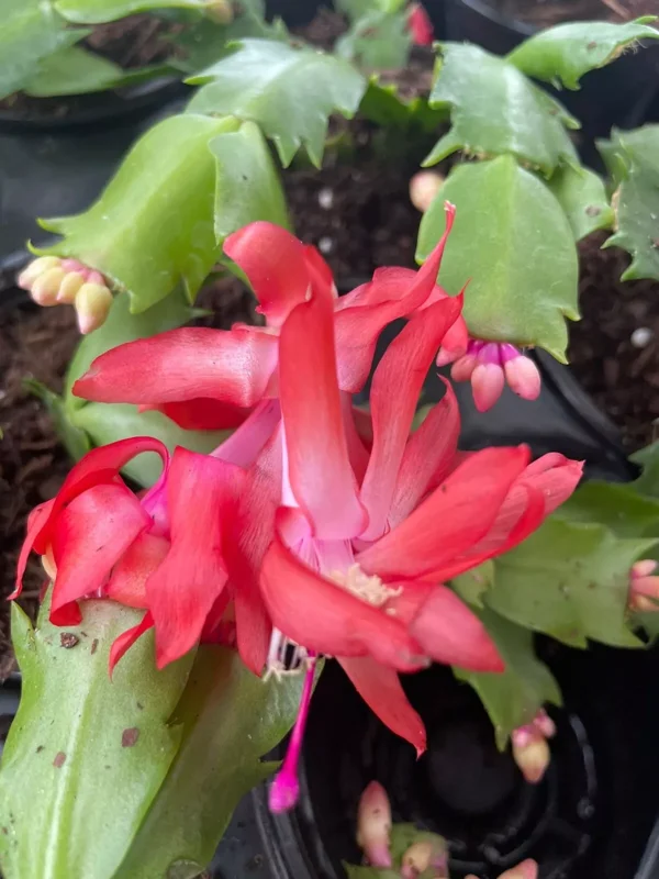 RED Thanksgiving Christmas Cactus - 4-inch Potted Flowering Plant - Holiday Decor