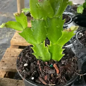 RED Thanksgiving Christmas Cactus - 4-inch Potted Flowering Plant - Holiday Decor