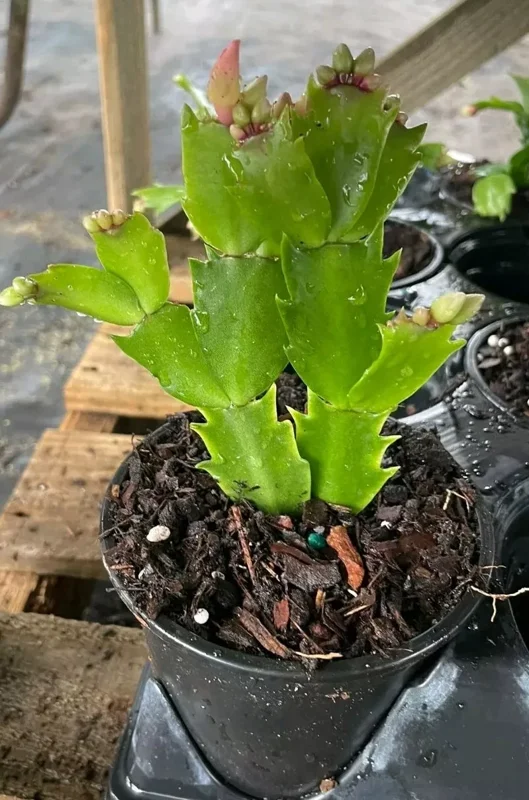 RED Thanksgiving Christmas Cactus - 4-inch Potted Flowering Plant - Holiday Decor