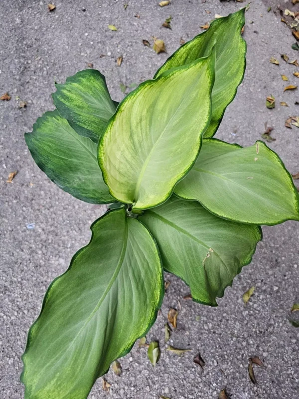 Rare Aglaonema IVORY Live Plant - 10-12" Tall - 4" Pot - Air Purifying