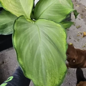 Rare Aglaonema IVORY Live Plant - 10-12