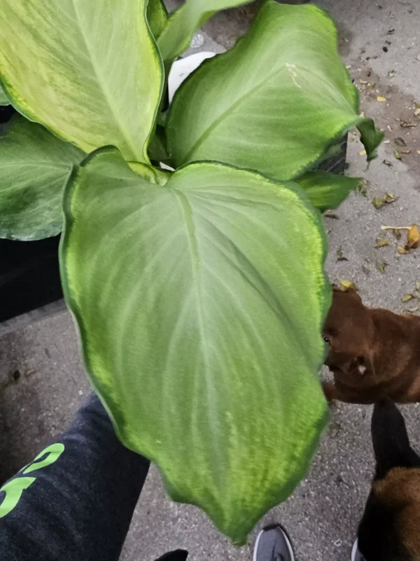 Rare Aglaonema IVORY Live Plant - 10-12" Tall - 4" Pot - Air Purifying