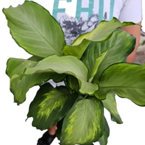 Rare Aglaonema IVORY Live Plant - 10-12