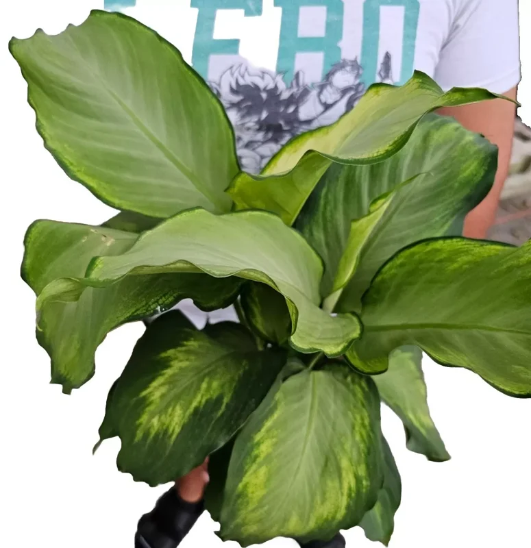 Rare Aglaonema IVORY Live Plant - 10-12" Tall - 4" Pot - Air Purifying