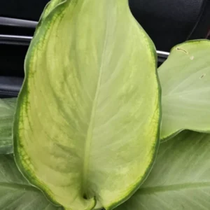 Rare Aglaonema IVORY Live Plant - 10-12